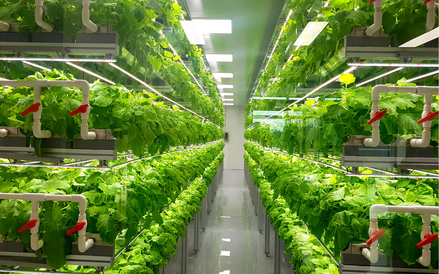 Indoor Urban Farming